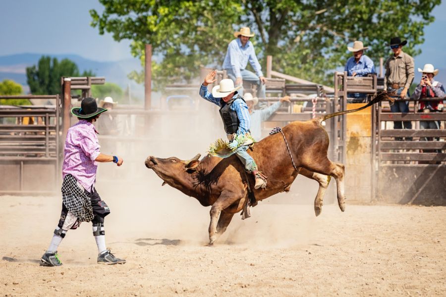 bareback bull riding cowboy rodeo action clown raging bucking bull