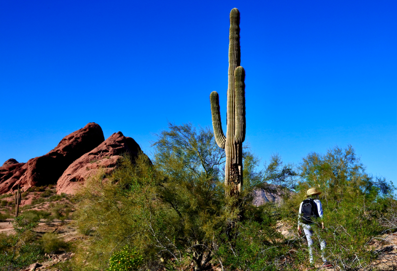 Woman Hiking Near a Saguaro Cactus in Arizona